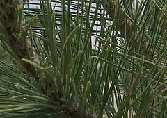 GodsOfMen.com: Inked Diego Sans has a thing for rough nailing