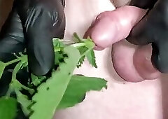 Nettle