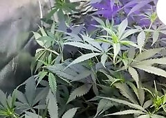 Weed Grow ZipLock305 on Instagram