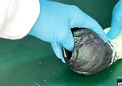 Tugjob and Fingering COMPILATION