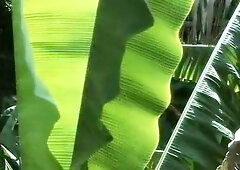 Parais - in the Jungle